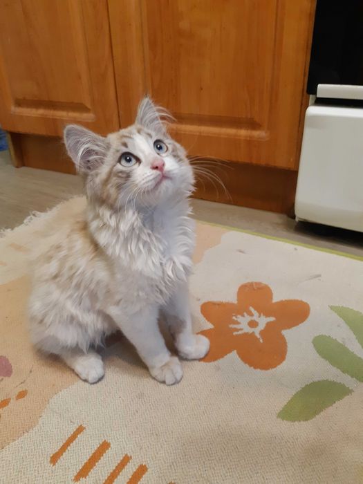 Красивый котёнок
