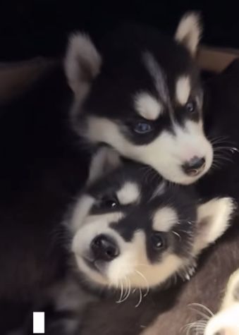 Хаски чистокровные .1 месяц