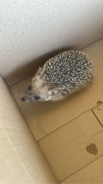 Ежата ежик ёжик ёж