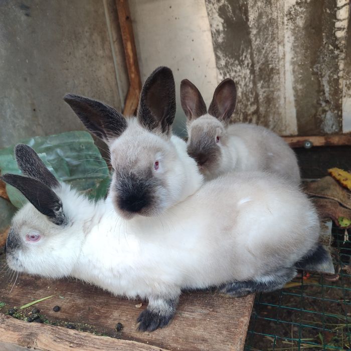 Kalif quyonlar sotiladi toza zot