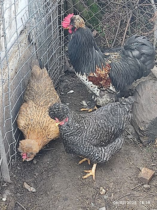 Vând ouă de conciate