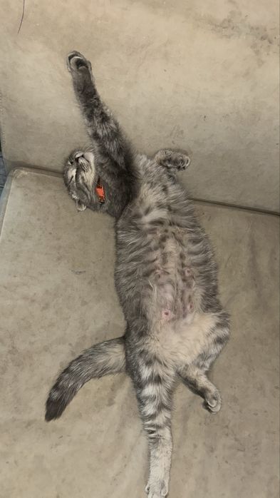Котята , мальчики . Мать вислоухая
