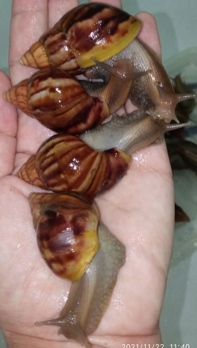 Ulitkalar sotuvda har hil razmerlari bor optomgayam donagayam bor