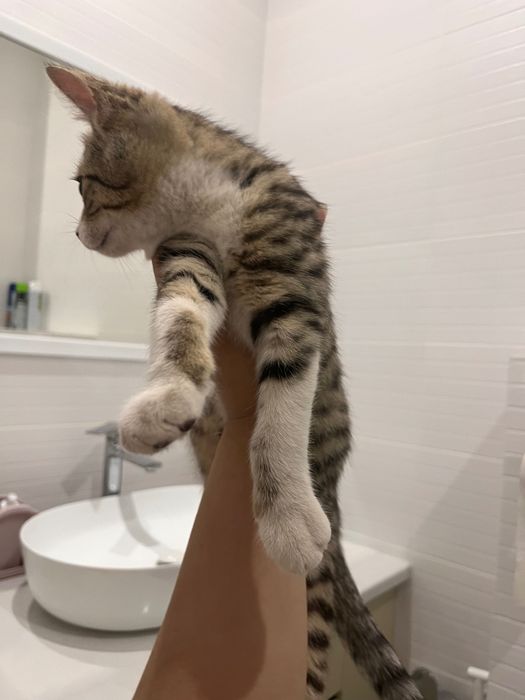 Отдам даром , котенок