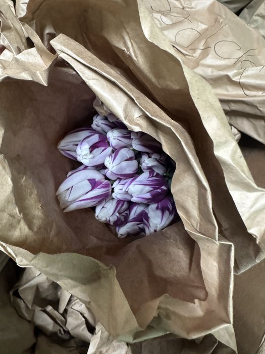 Тюльпаны штучно даем