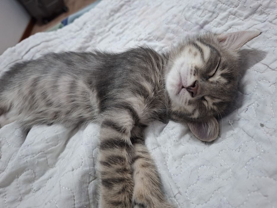 Котенок 2 айлық ұл