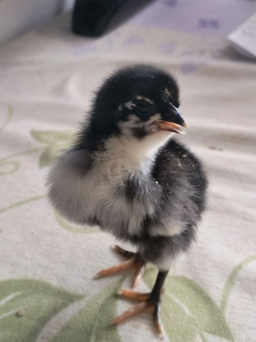 Puișori australorP negru