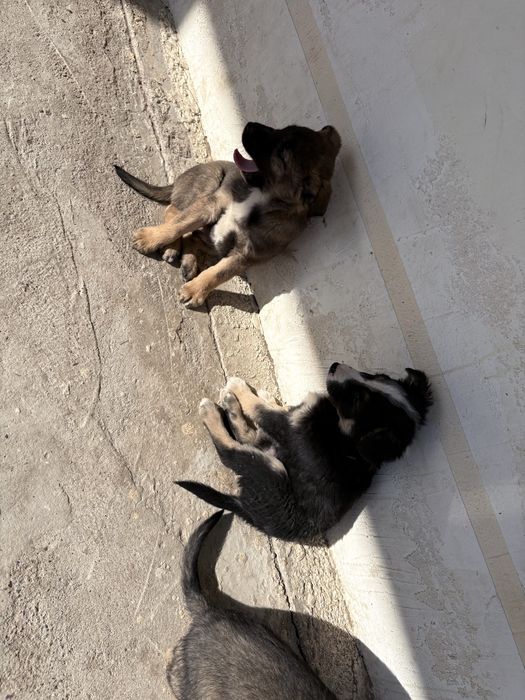 Шенок бесплатно каскелен