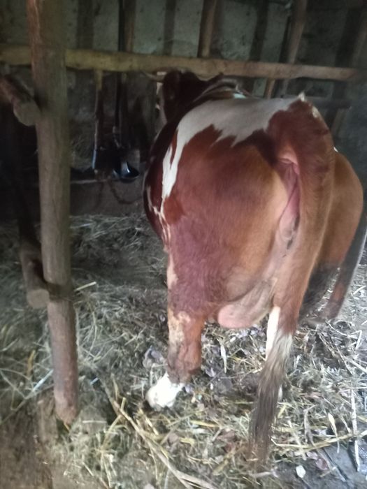 Vand vaca tanara gestanta în noua luni.