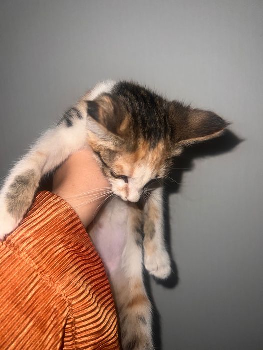 Маленькие котята