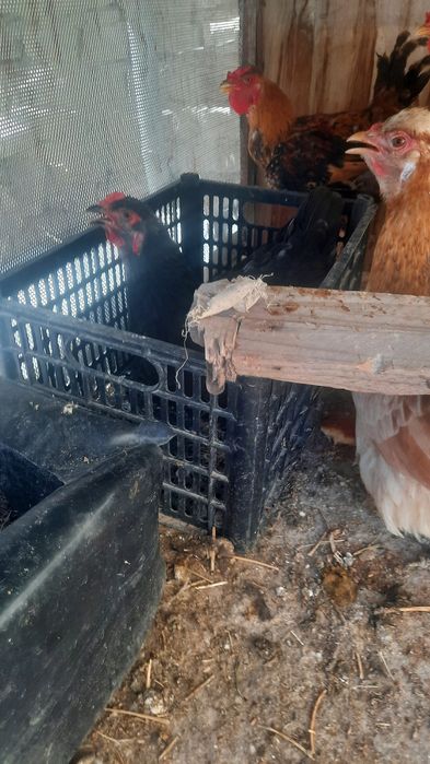 Joydori tovuqlar sotiladi xammasi sog'lom