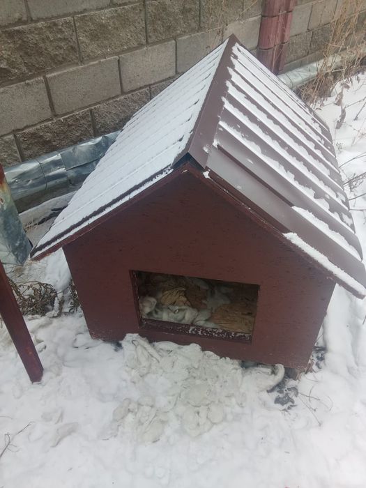 Продаю Бутка для собак