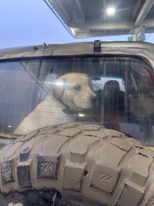 Лабрадор охотник