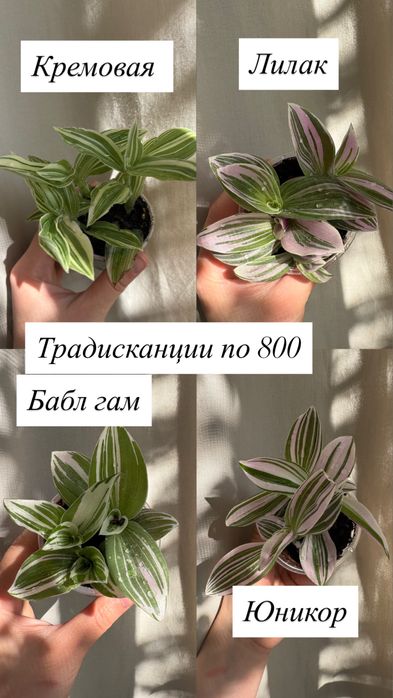 Комнвтные растения срезы