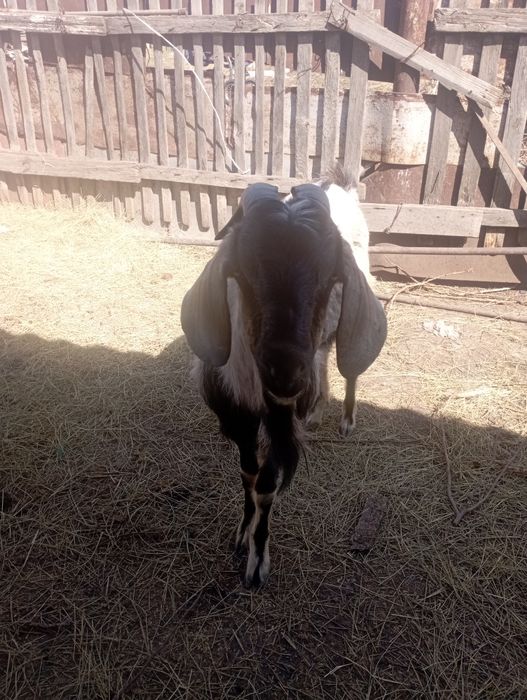 Продам козла породы Битал