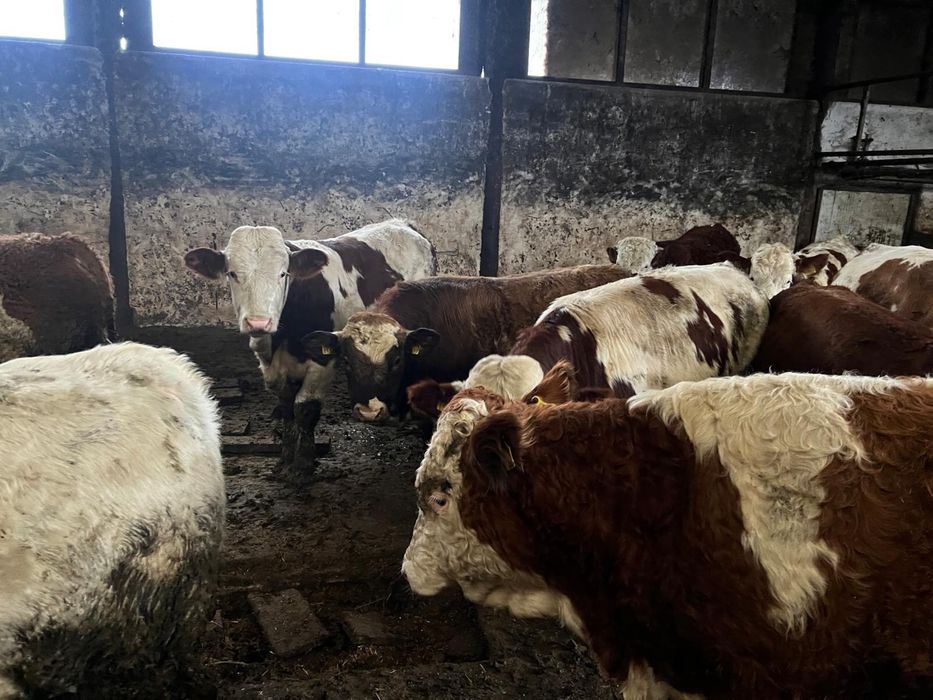 Vand vitei  20 lei/kg