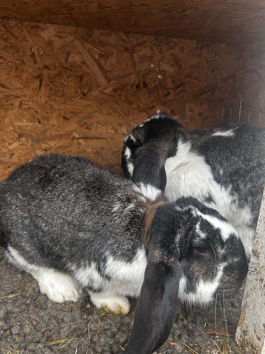 Iepuri berbec german