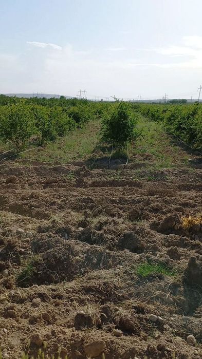 Мевали бог сотилади. .