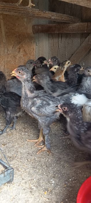 Pui de vânzare 4 saptamani