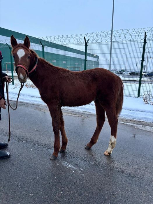 Жабагы тай жылкы тай