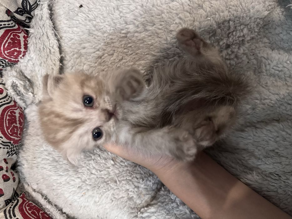 продаю породистых котят