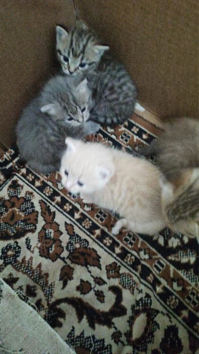 Котята в добрые руки тобыл