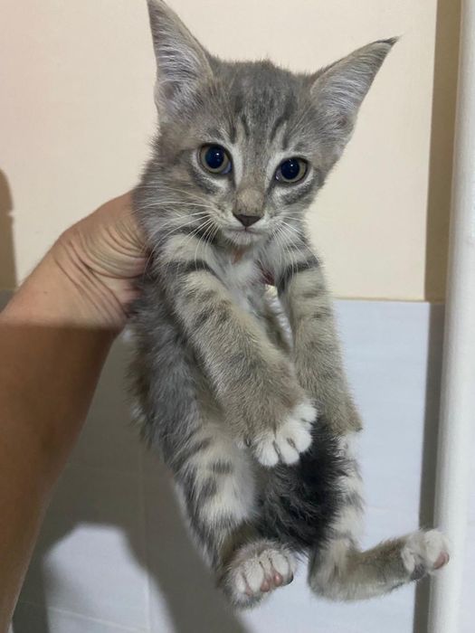Отдам котят в добрые руки