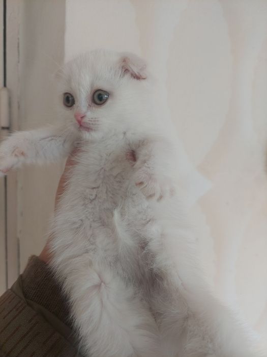 Скоттиш Фолд к,из бола 2 ойлик