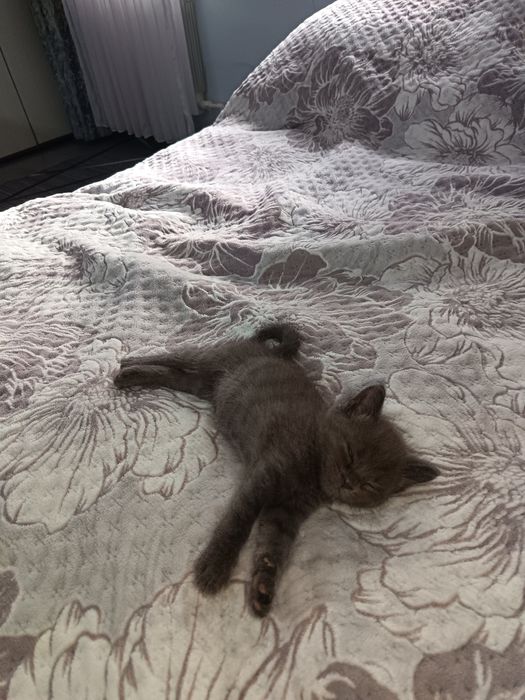 Отдам даром Котик два месяца