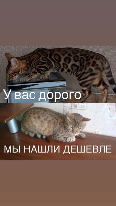 Чистопородные красивейшие бенгалы