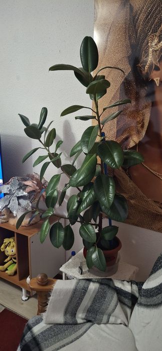 Arbore de Cauciuc ( Ficus Elastica )