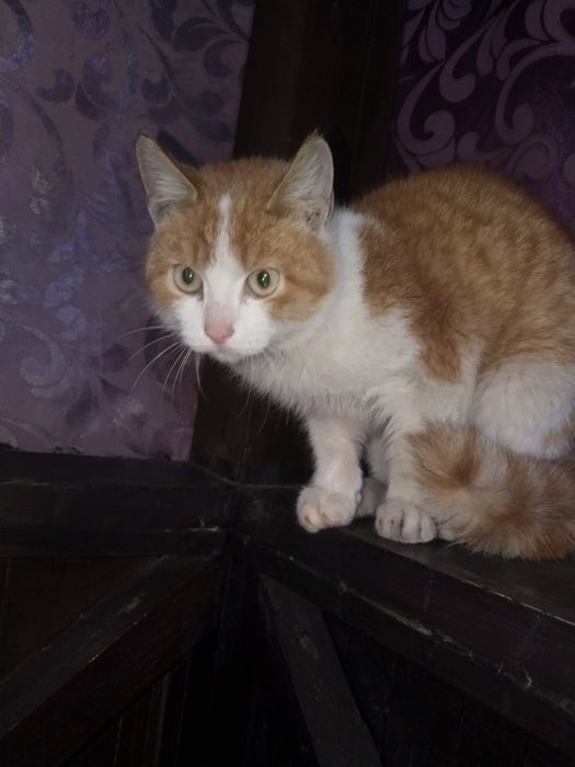 Котенок в добрые руки