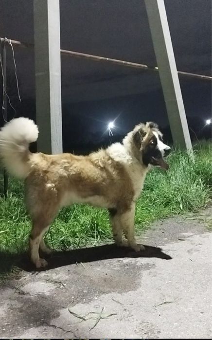 Продается собака