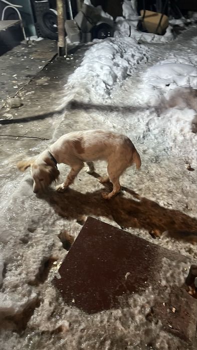 Спаниел щенка