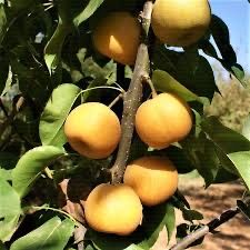 Par japonez nashi hosui