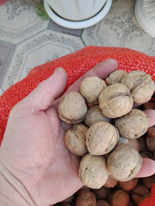 Продам грецкий орех недорого
