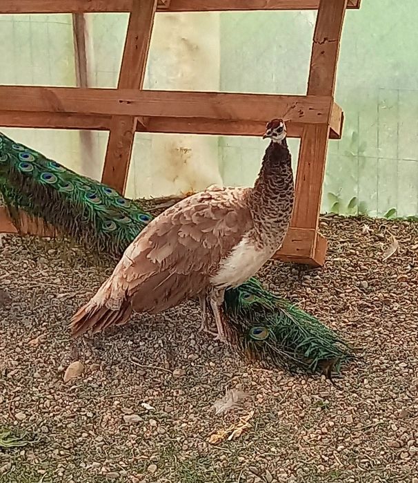 Femelă matură de paun Violet