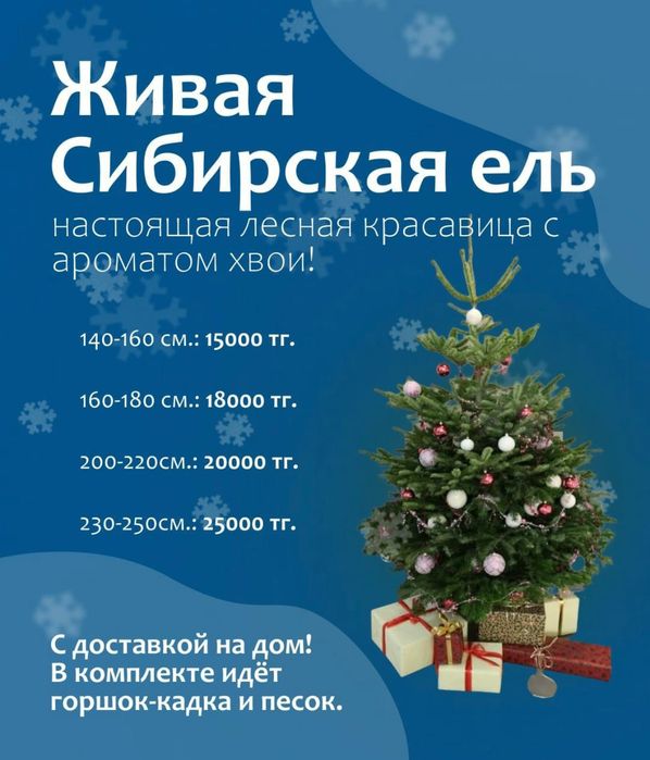 Сибирская новонодняя ель - лесная красавица с ароматом леса.