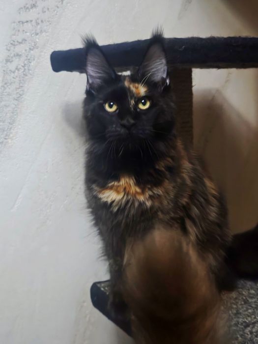 Пушистое счастье в ваш дом