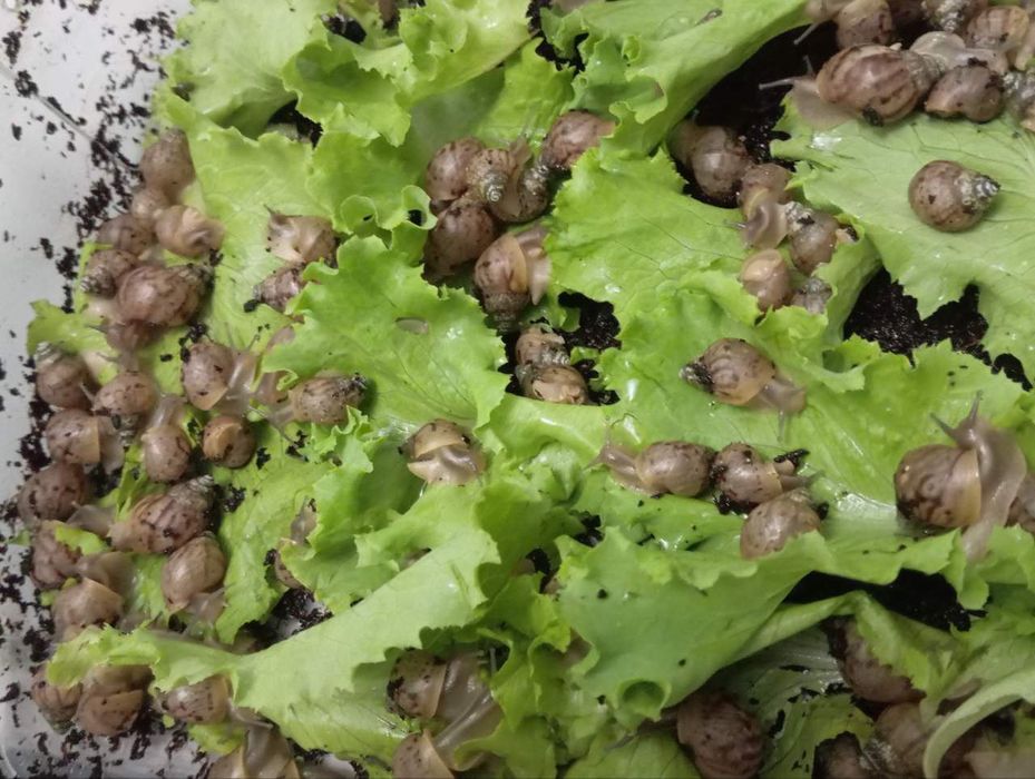 Ulitka sotaman arzon narxda