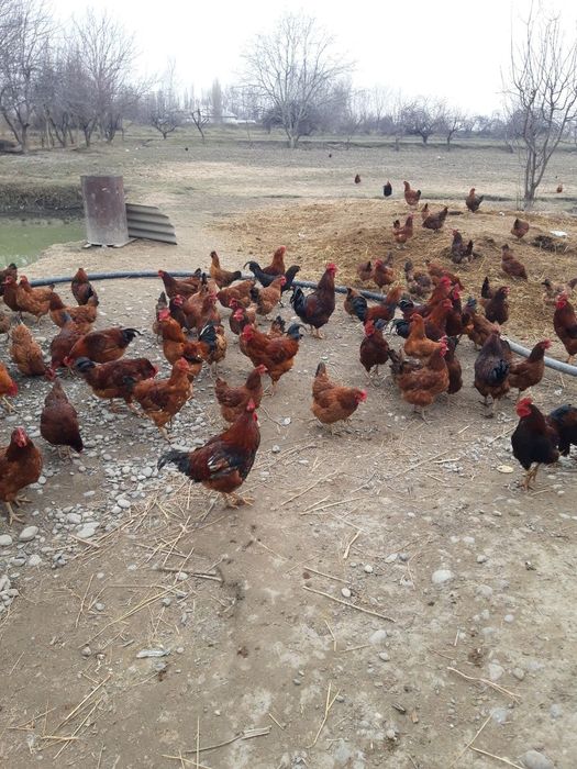 Xan Xyap Jujalari va tuxumlari bor 5000mingdan