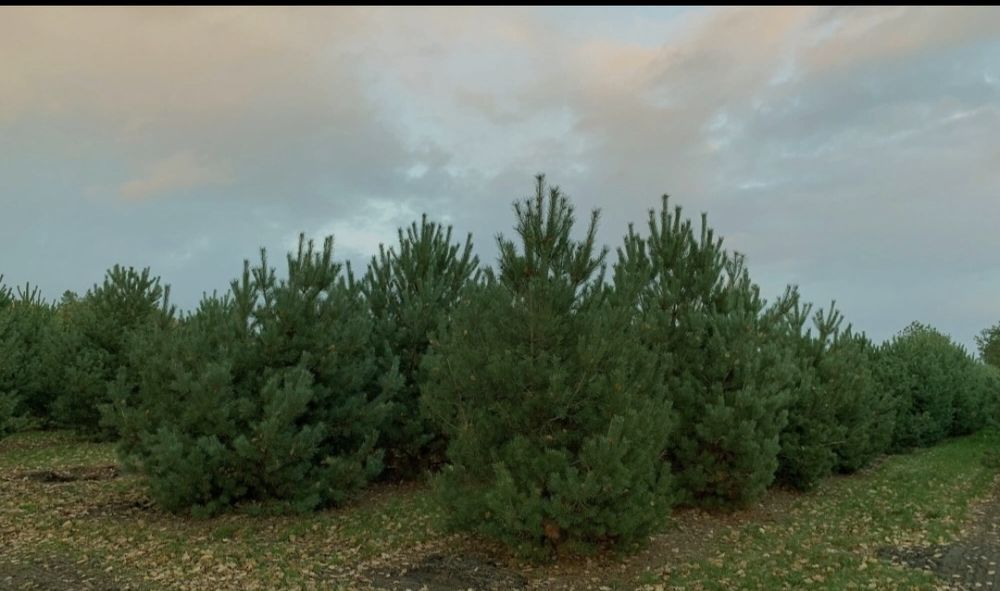 Саженцы  деревья