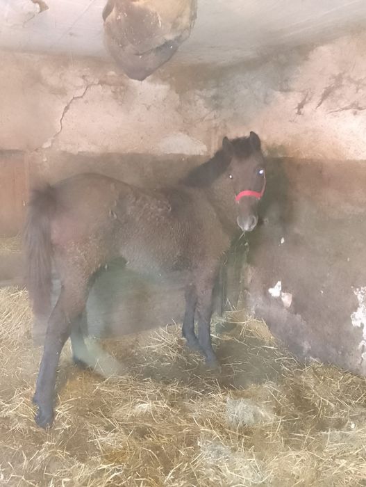 Mãnz de vânzare  m