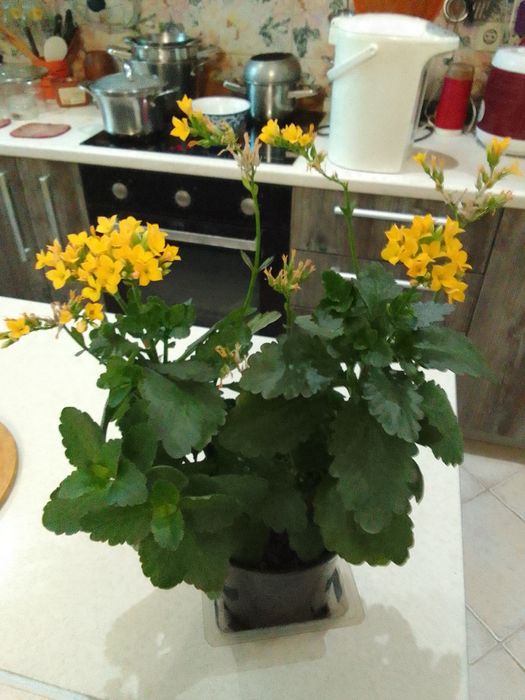 Комнатные цветы фиалки ,каланхоя