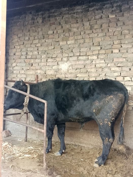 Buqa sotiladi narxini kelishamiz