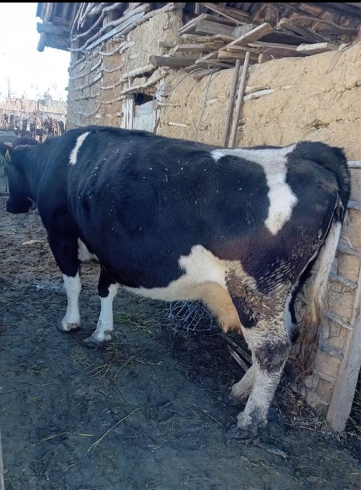 Vand vaca gestanta in luna a8