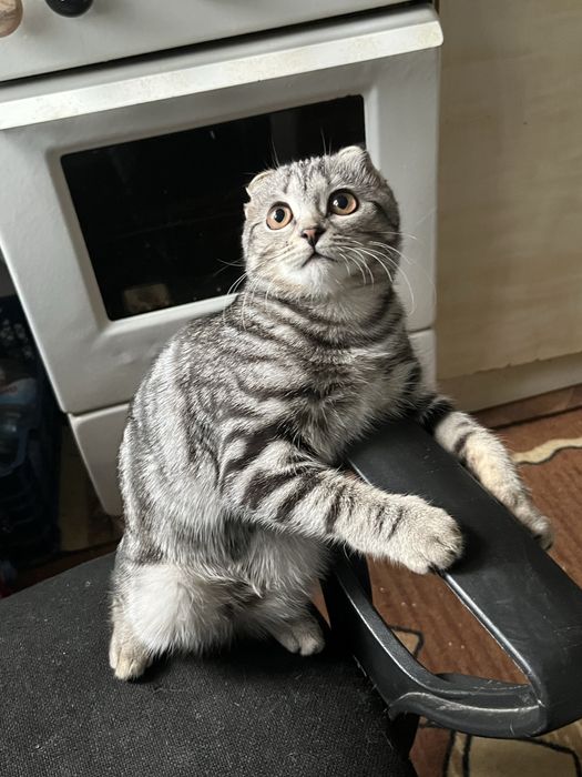 Ищу добрые руки для пушистой девочки