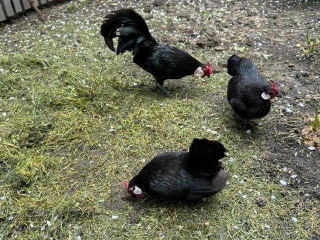 Sebright Chamois si Bantam negru oua pentru incubat