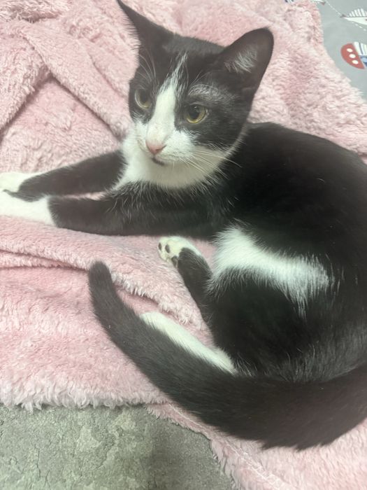 Котенок бесплатно