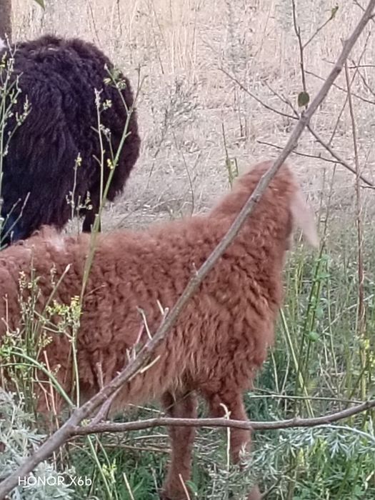 Курдючные бараны, семья и пара гусей.